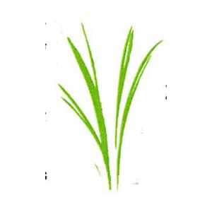 Small Grass Stalks