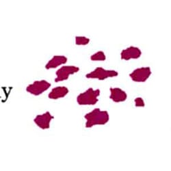 Jumbo Teeny Tiny Flowers