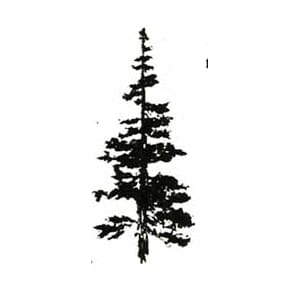 Large Mountain Fir