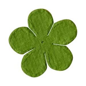 ""1"""" Bloom: Hillary -  50% RABATT""