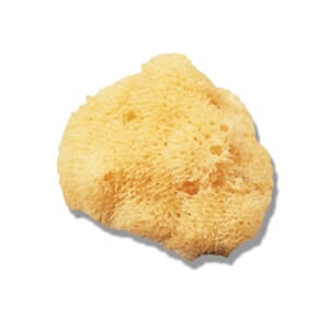 Natursvamp Liten 4-5cm