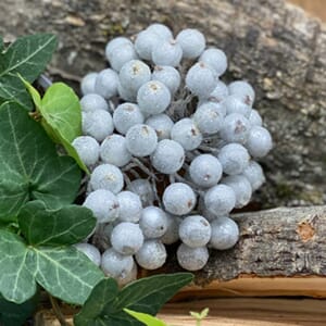 Bær 09, sølv med sukker