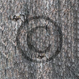 Furubark, mønsterark 12x12