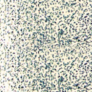 L GEMB POWDER WINTER WONDRL