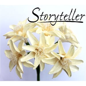 35mm lilje, 6stk, krem