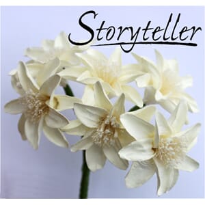 35mm lilje, 6stk, off-white