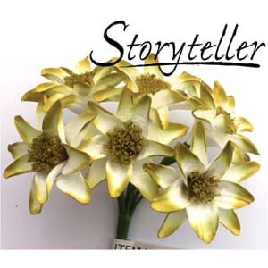 35mm lilje, 6stk, mosegrønn kant