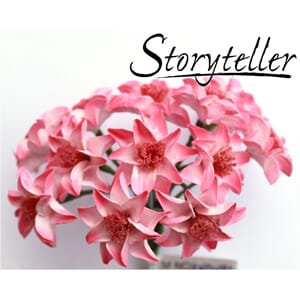 25mm lilje, 12 stk, rosa kant