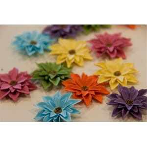 12 gardenia, regnbue