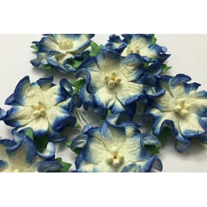 Gardenia, små, blå kant